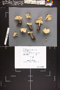 Leucocybe candicans image