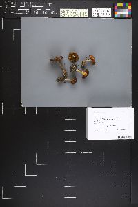 Inocybe hirtella image
