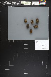 Cheilymenia vitellina image