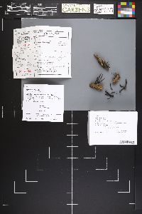 Xylaria longiana image
