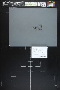 Xylaria longiana image