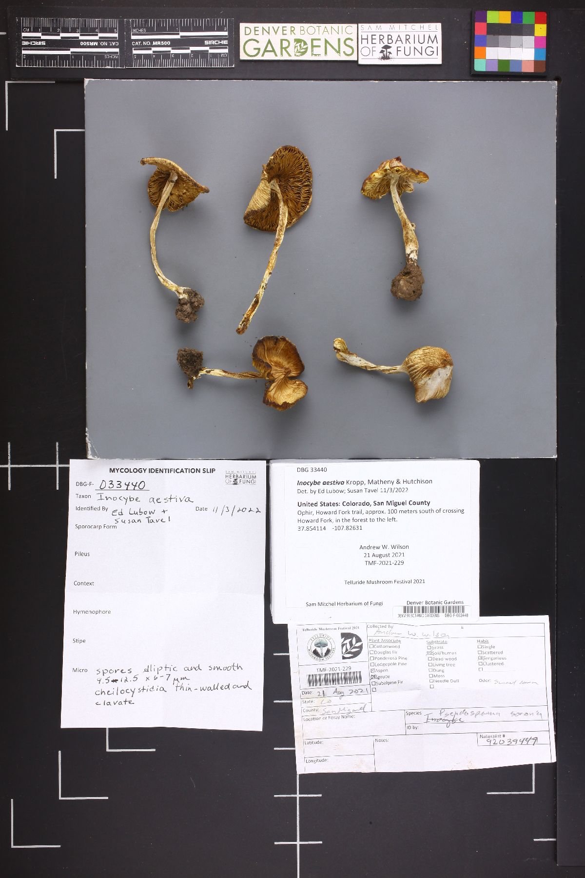 Inocybe aestiva image