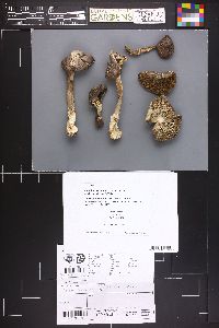 Amanita stannea image