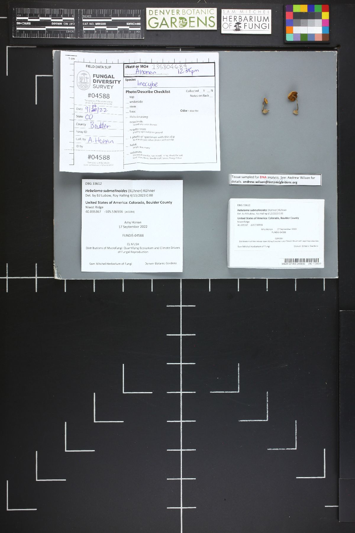 Hebeloma submelinoides image