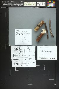 Lachnum crystallinum image