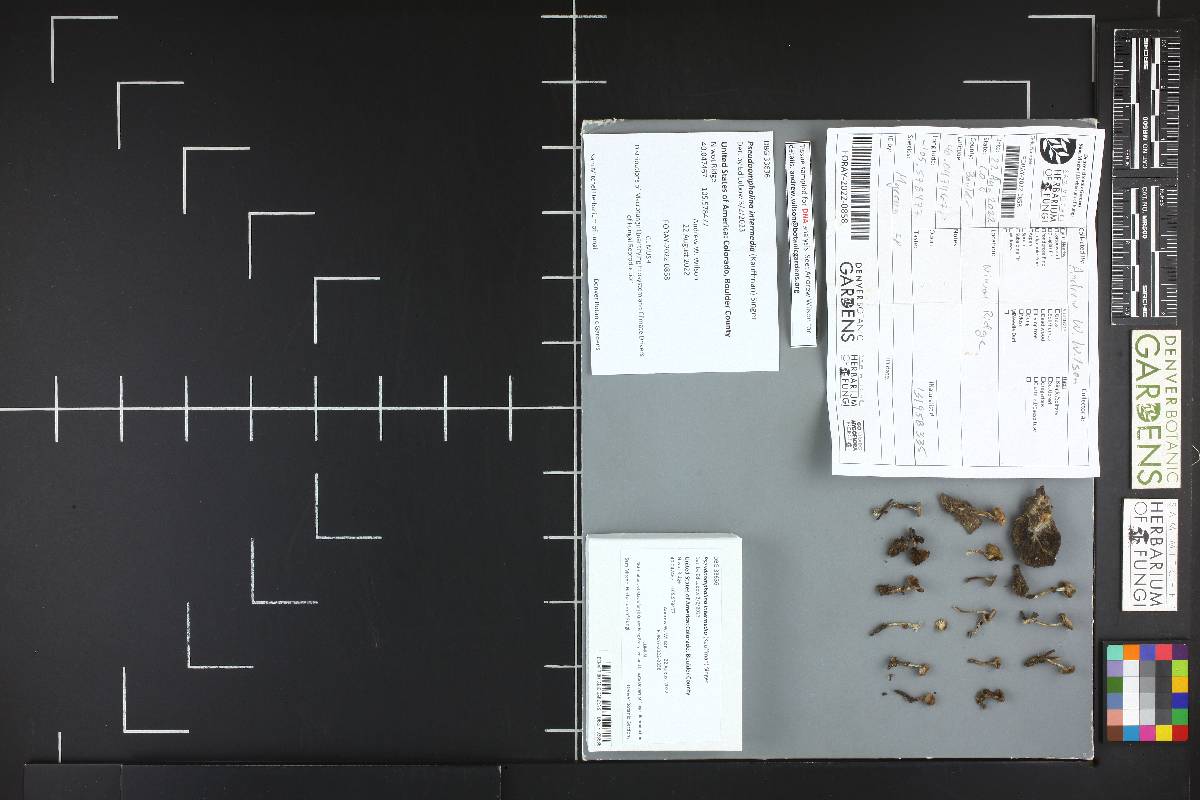 Pseudoomphalina intermedia image