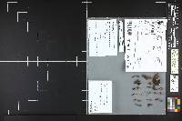 Pseudoomphalina intermedia image