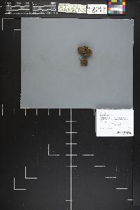 Melastiza scotica image