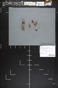 Entoloma lucidum image