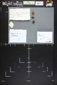 Rhizopogon subcaerulescens image