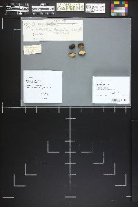 Rhizopogon fallax image