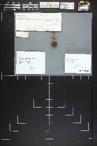 Rhizopogon subcaerulescens image