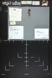 Rhizopogon subcroceus image