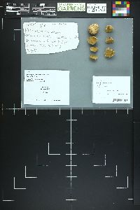 Rhizopogon subsalmonius image