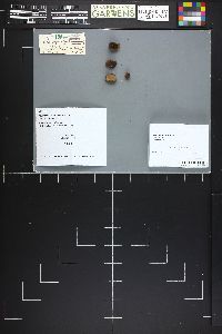 Rhizopogon anomalus image