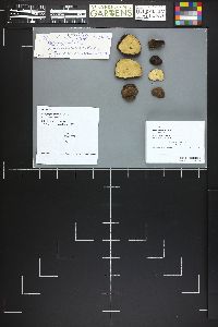 Rhizopogon fallax image