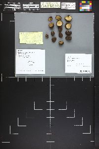 Rhizopogon subcaerulescens image