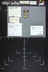 Rhizopogon subsalmonius var. roseitinctus image