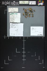 Hysterangium coriaceum image