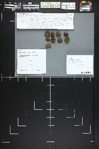 Rhizopogon subcaerulescens image