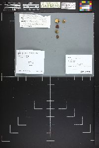 Leucogaster rubescens image