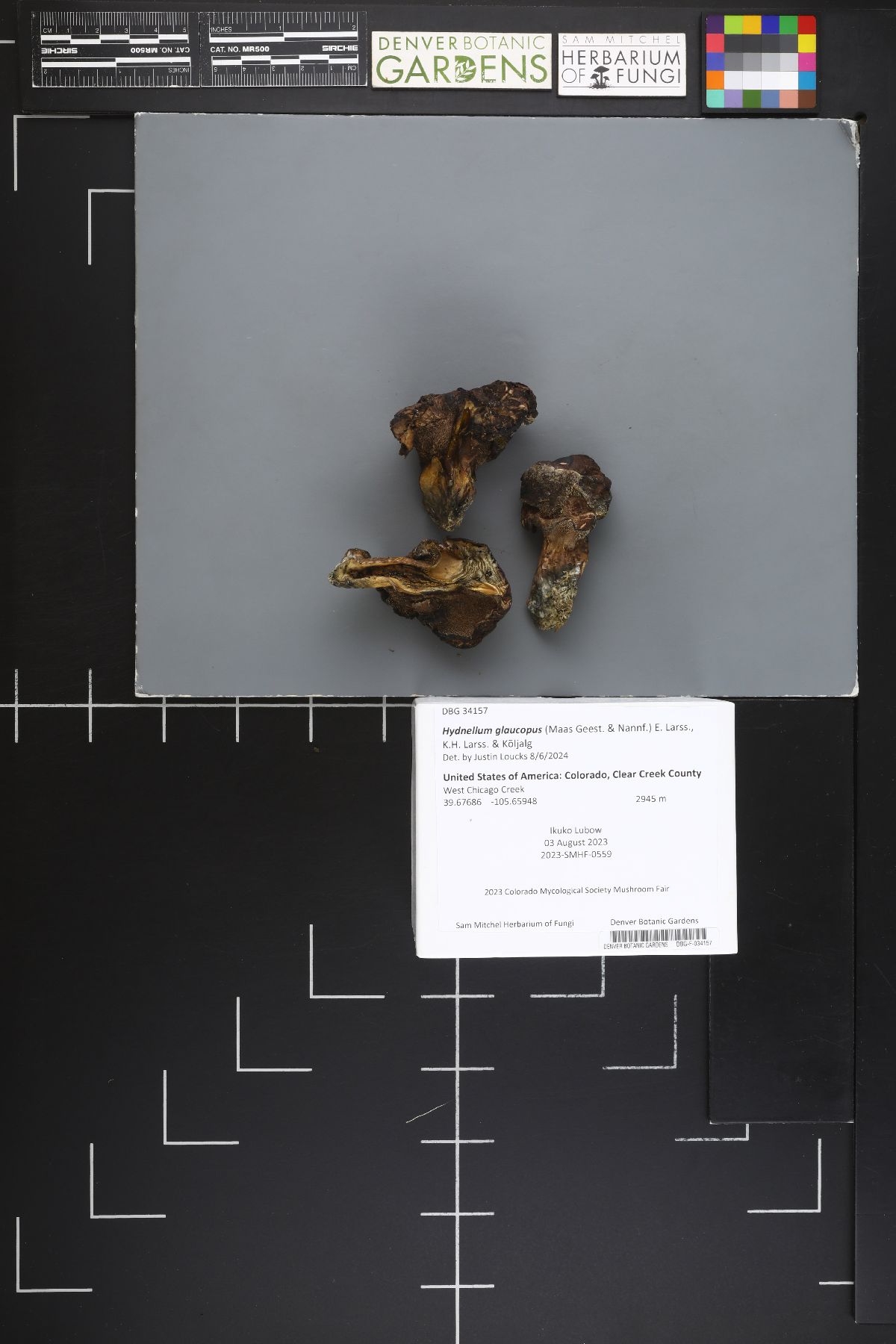 Hydnellum glaucopus image