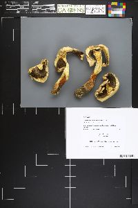 Agaricus didymus image