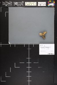 Clitopilus paxilloides image