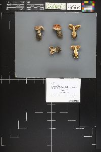 Hebeloma incarnatulum image