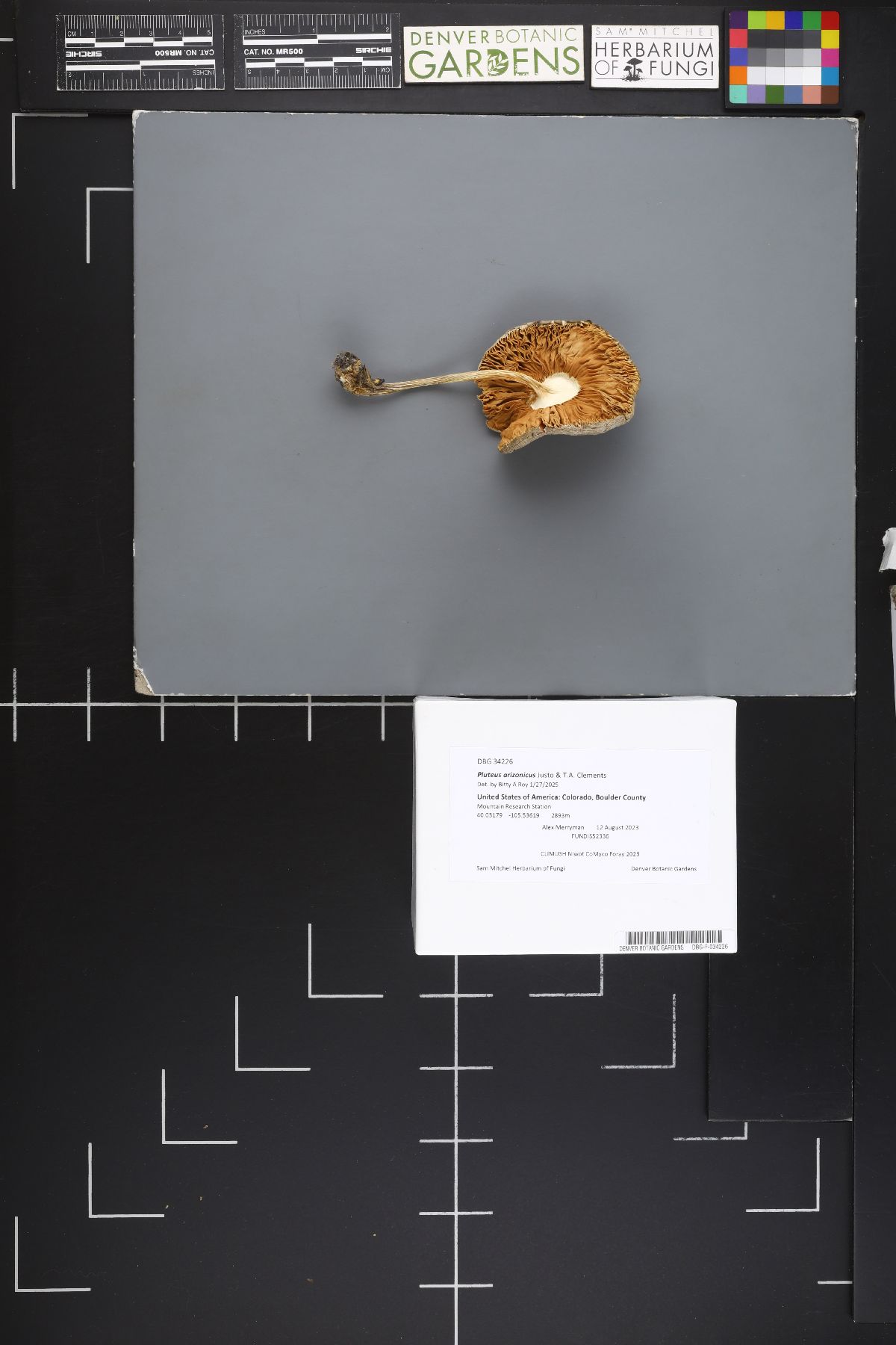 Pluteus arizonicus image
