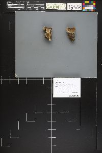 Cortinarius volvatus image