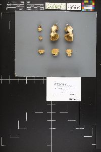 Apioperdon pyriforme image