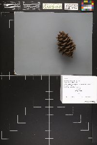 Strobilurus diminutivus image