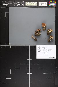 Hebeloma avellaneum image