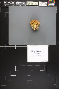 Ramaria aurantiisiccescens image
