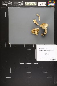 Tricholoma apium image