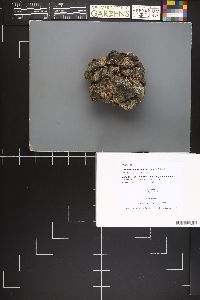 Lasiobolus intermedius image