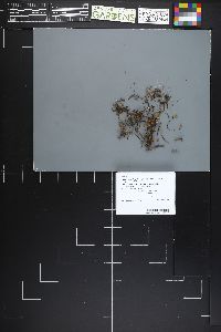Pseudomarasmius pallidocephalus image