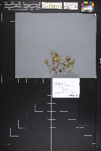 Galerina tibiicystis image