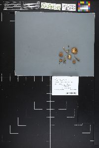 Gymnopus kauffmanii image