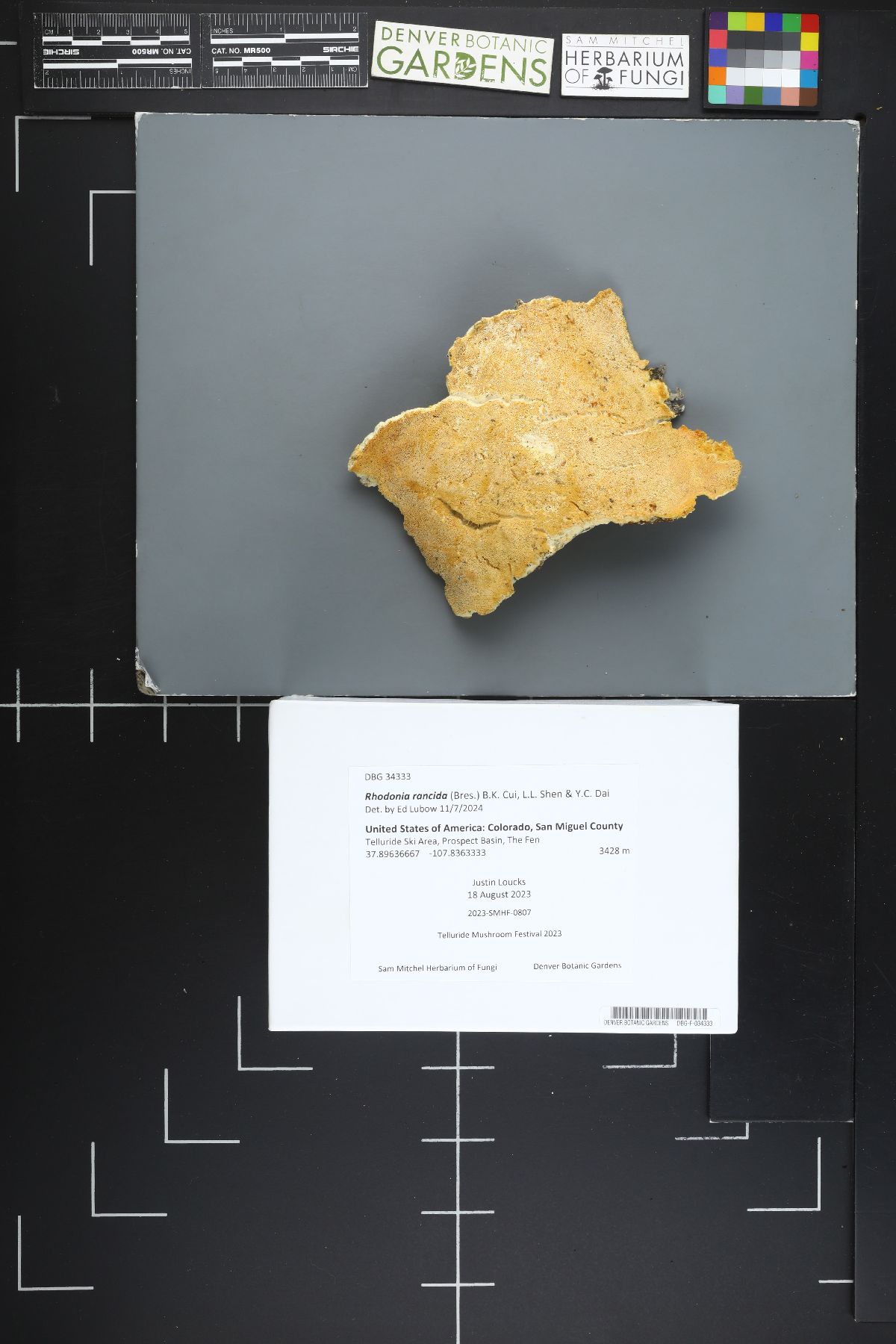 Rhodonia rancida image