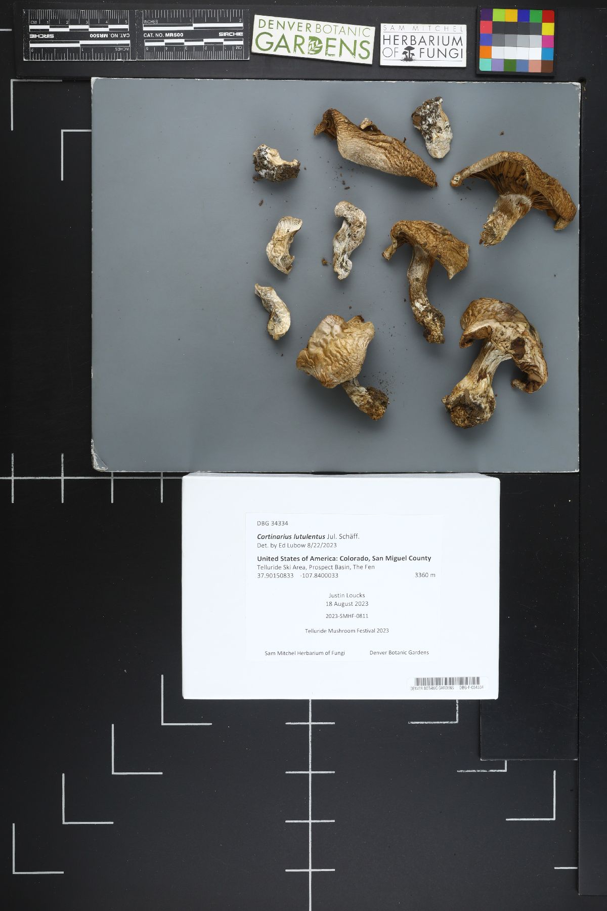 Cortinarius lutulentus image