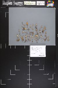 Pseudomarasmius pallidocephalus image