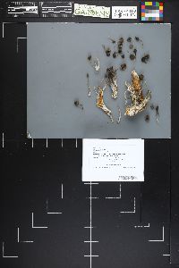 Mycena alnicola image