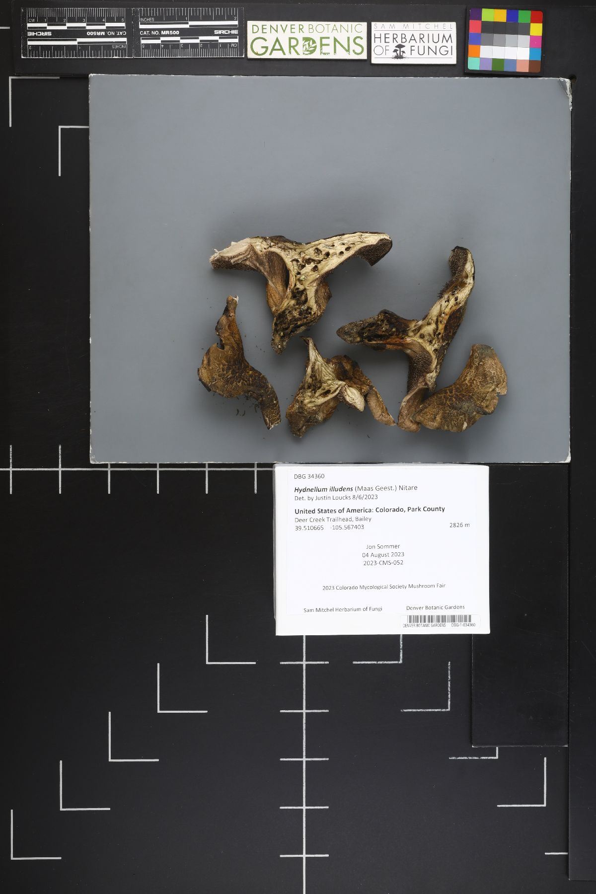 Hydnellum illudens image