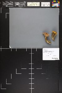 Hebeloma nanum image
