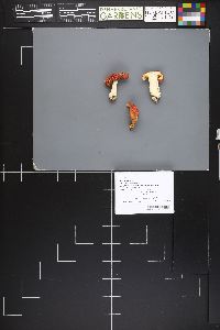 Russula nana image