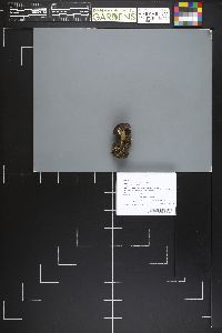 Lyophyllum loricatum image