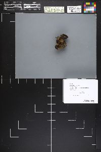 Peziza michelii image