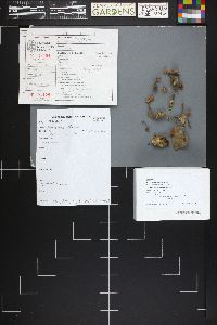 Marasmius thiersii image